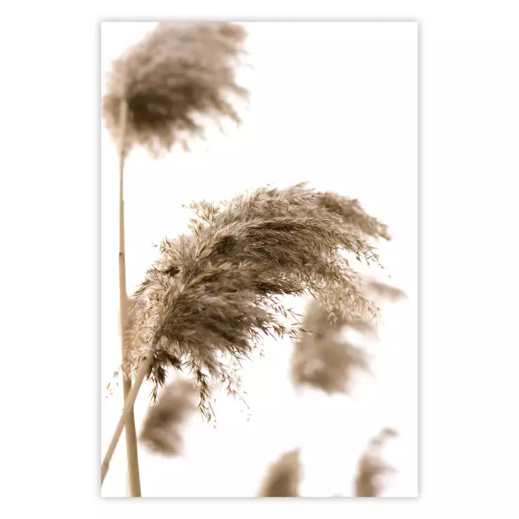 Dry Wind - plant landscape in the wind on a contrasting white background
