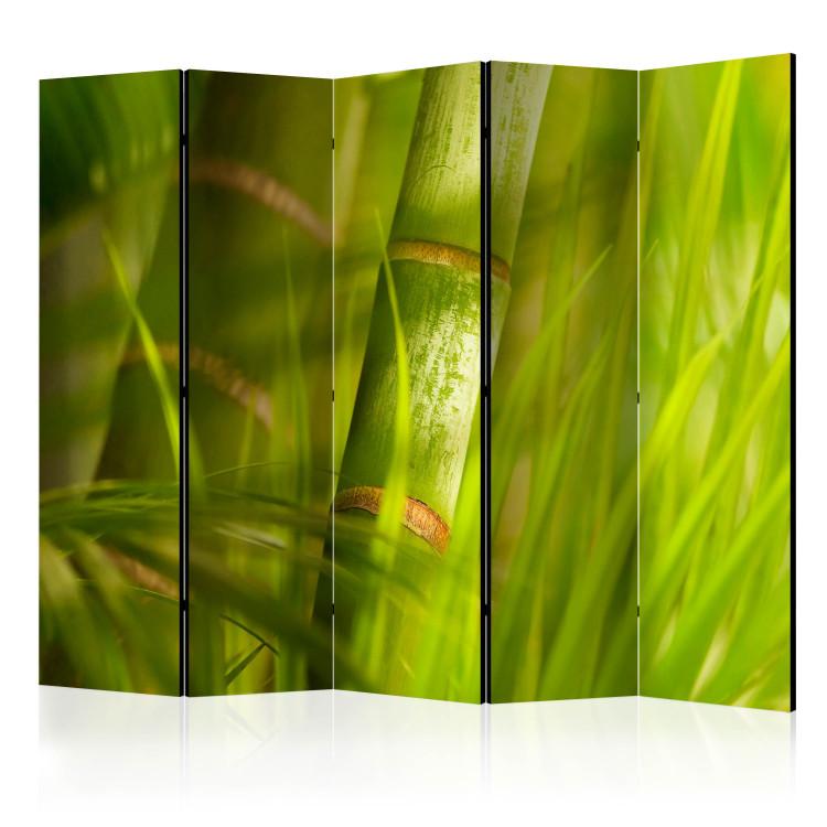 Room Divider Bamboo - nature zen II [Room Dividers]