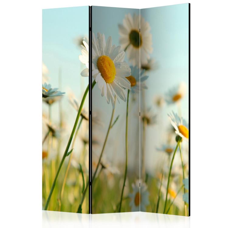 Room Divider Daisies - Spring Meadow (3-piece) - white flowers in the middle of summer
