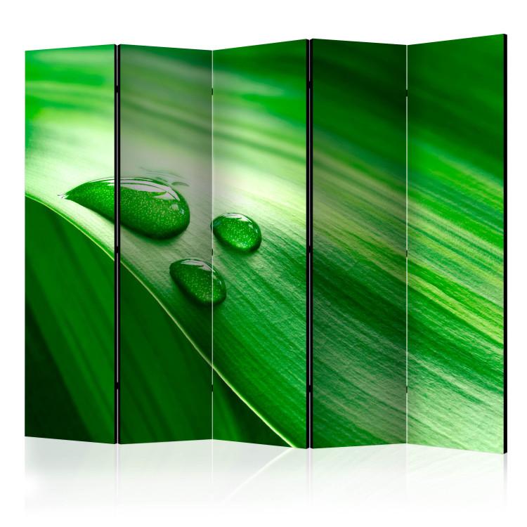 Room Divider Leaf and Three Water Droplets II (5-piece) - composition in green tone