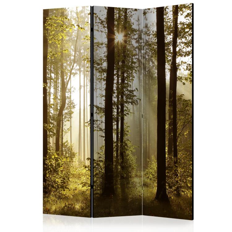 Room Divider Forest: Morning Sunlight  [Room Dividers]