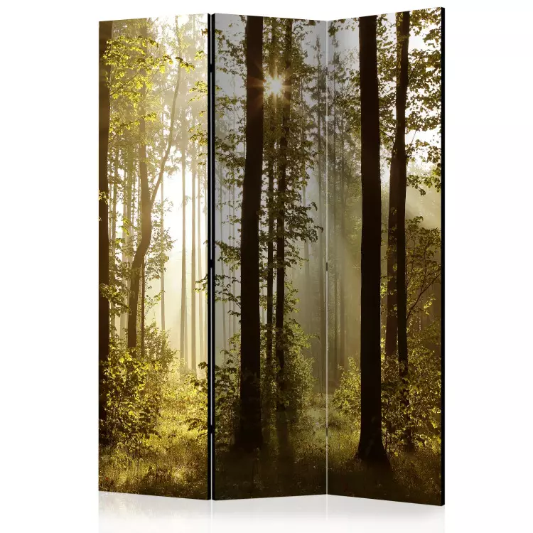 Room Divider Forest: Morning Sun (3-piece) - sun rays among trees