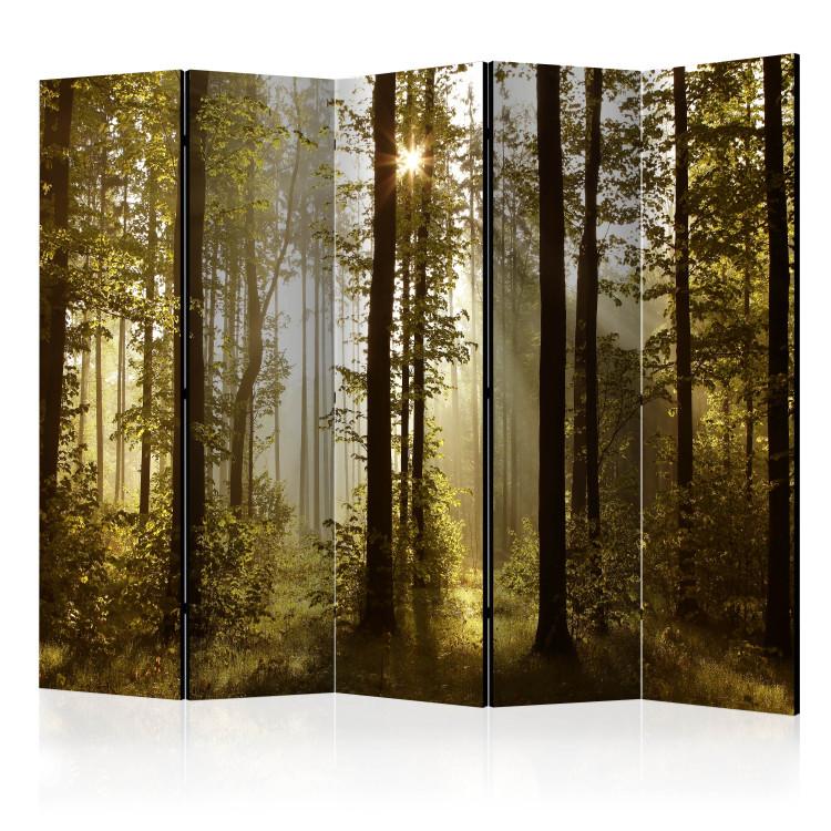 Room Divider Forest: Morning Sun II (5-piece) - forest landscape among tree canopies