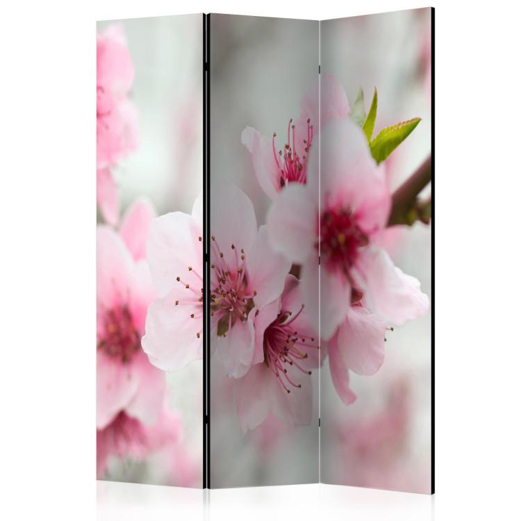 Room Divider Pink Cherry Blossoms (3-piece) - floral composition