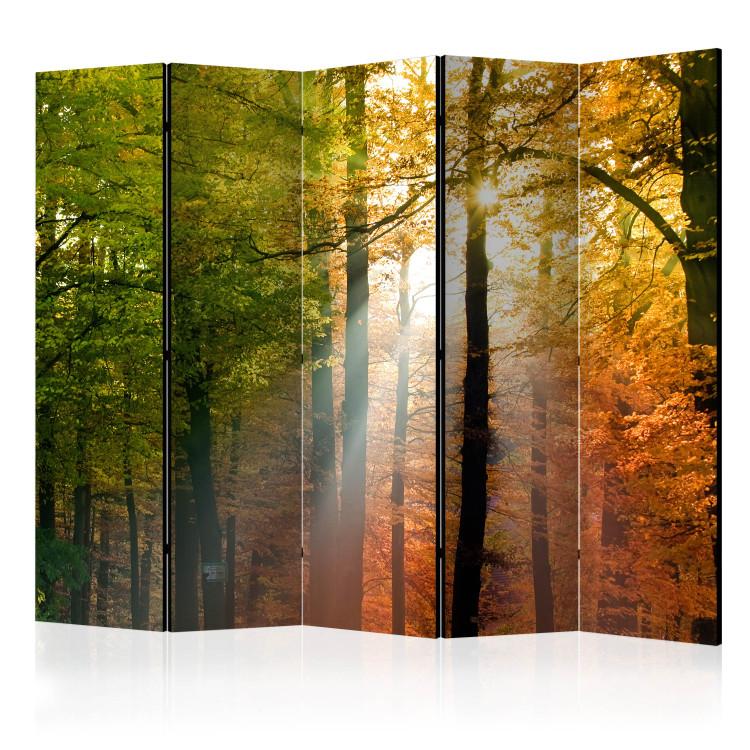 Room Divider Forest Colors II (5-piece) - sunny landscape among forest trees