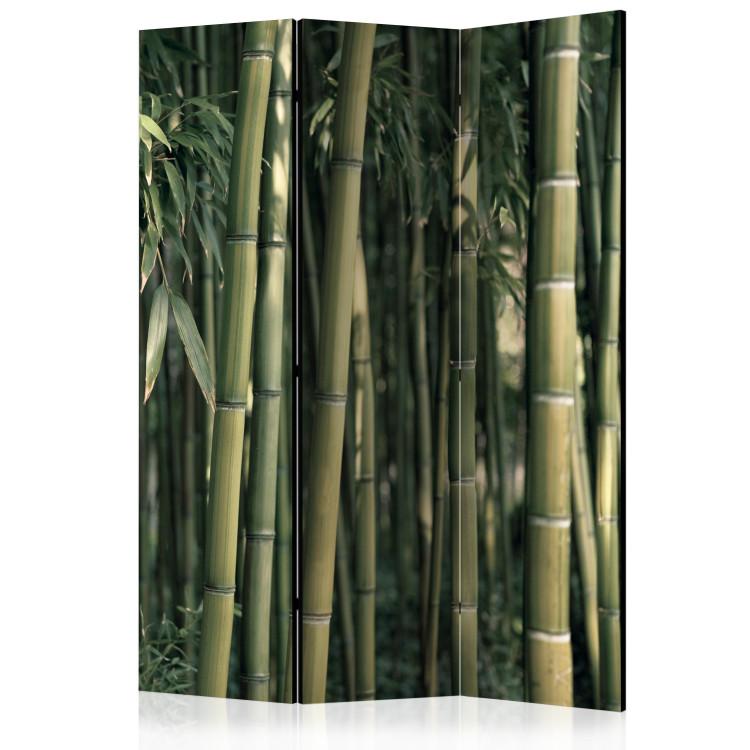 Room Divider Bamboo Exotica (3-piece) - dark green forest full of bamboo sticks