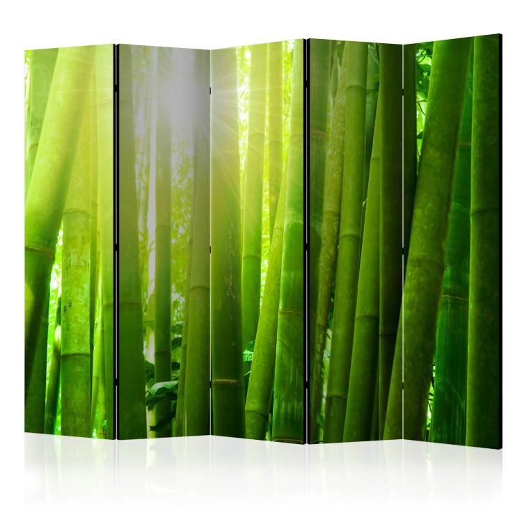 Room Divider Sunlight Amidst Greenery II (5-piece) - forest of bamboo sticks