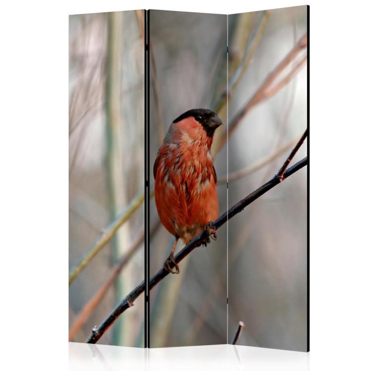 Room Divider Bullfinch in the Forest (3-piece) - red bird among tree branches