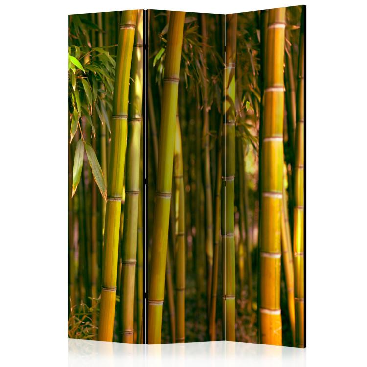 Room Divider Sunset Forest - natural landscape of green bamboo forest