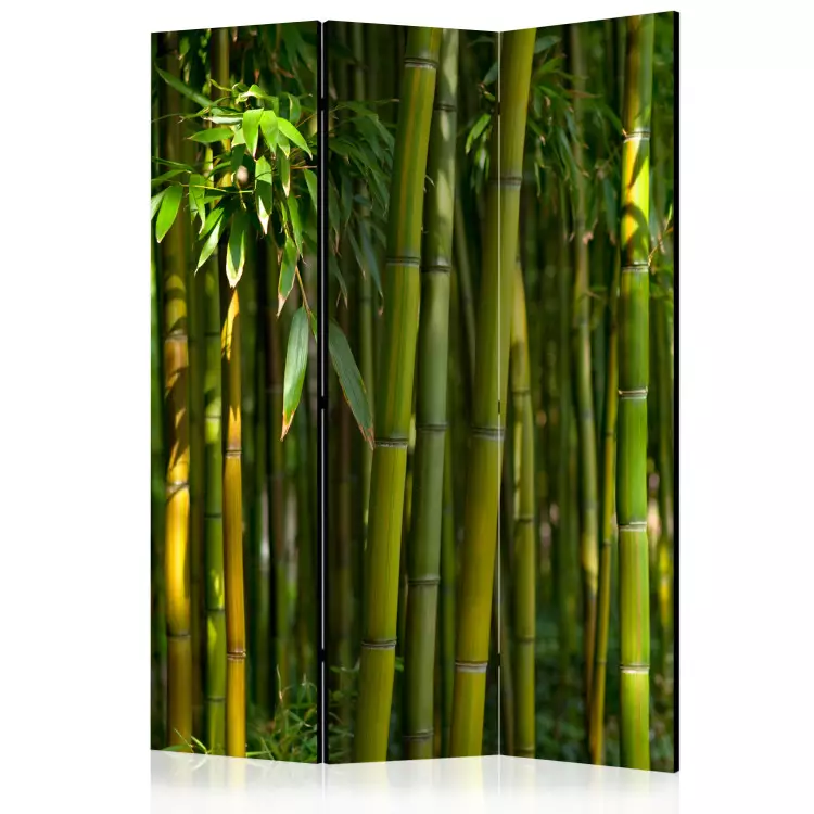 Room Divider Oriental Garden - landscape of green bamboo forest and vegetation
