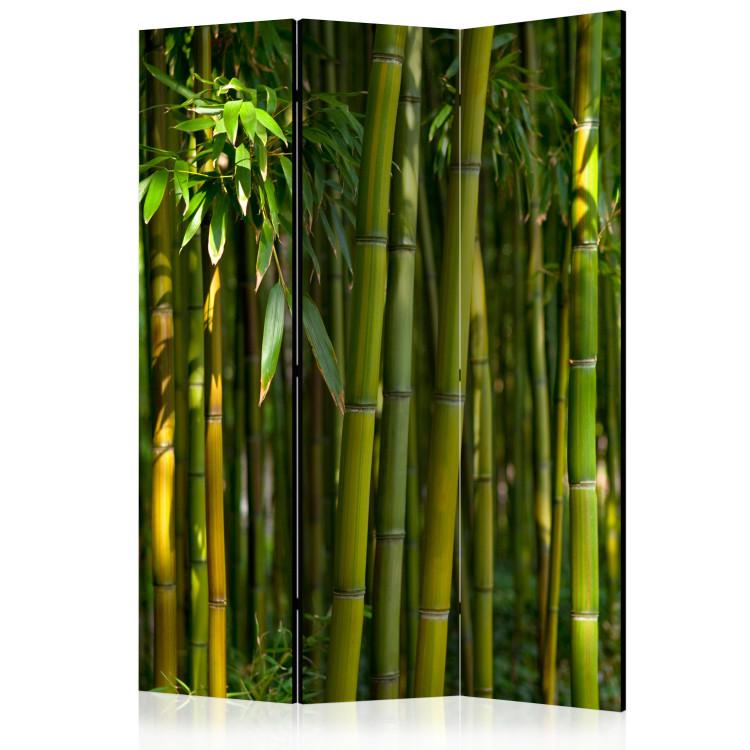 Room Divider Oriental Garden - landscape of green bamboo forest and vegetation