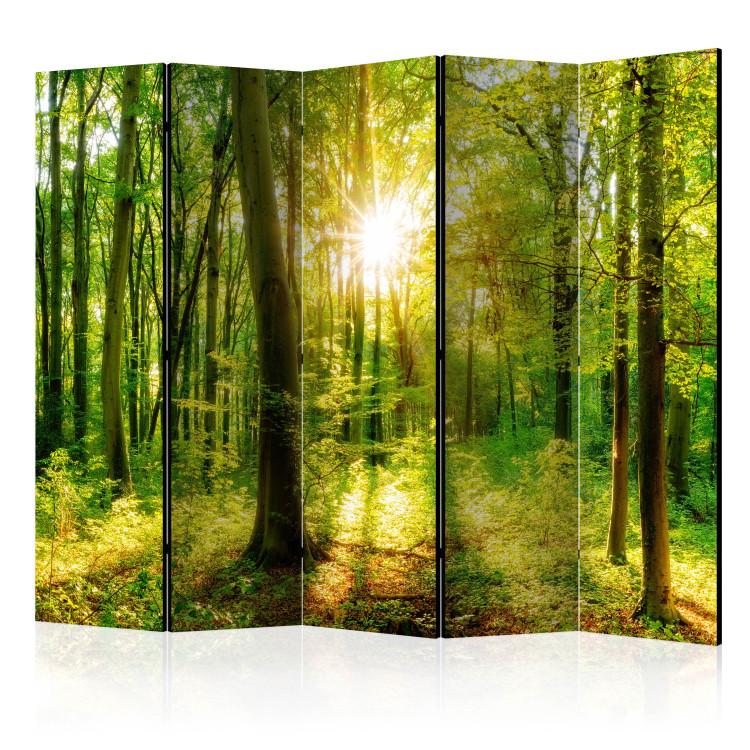Room Divider Forest Rays II [Room Dividers]