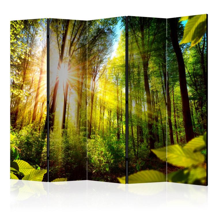 Room Divider Forest Hideaway II - landscape scenery of a forest with bright sunlight