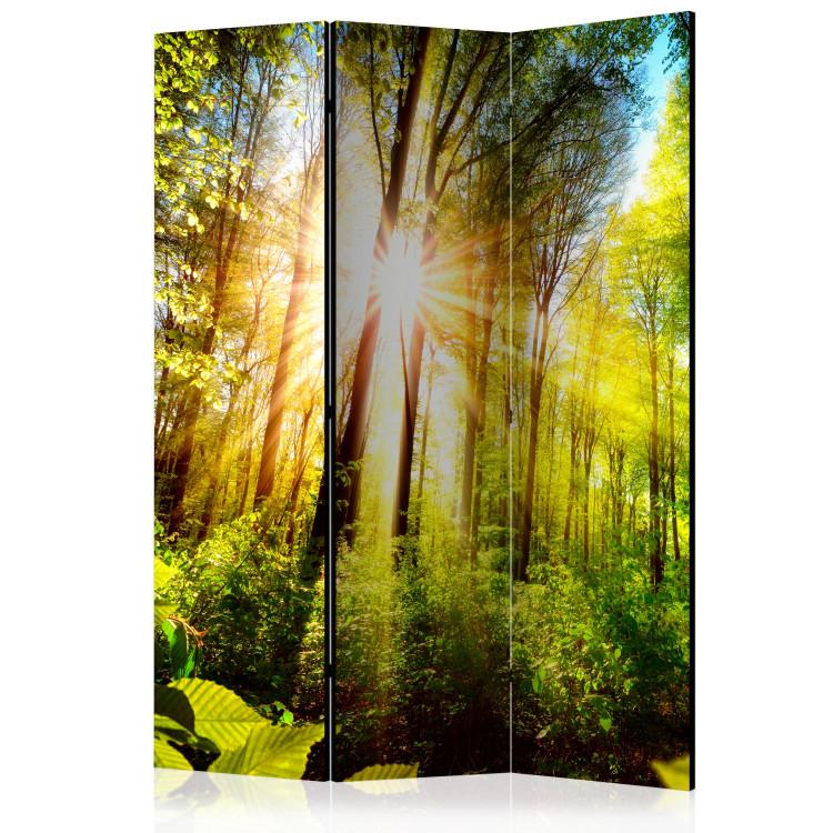 Room Divider Forest Hideaway - landscape scenery of a forest with bright sunlight