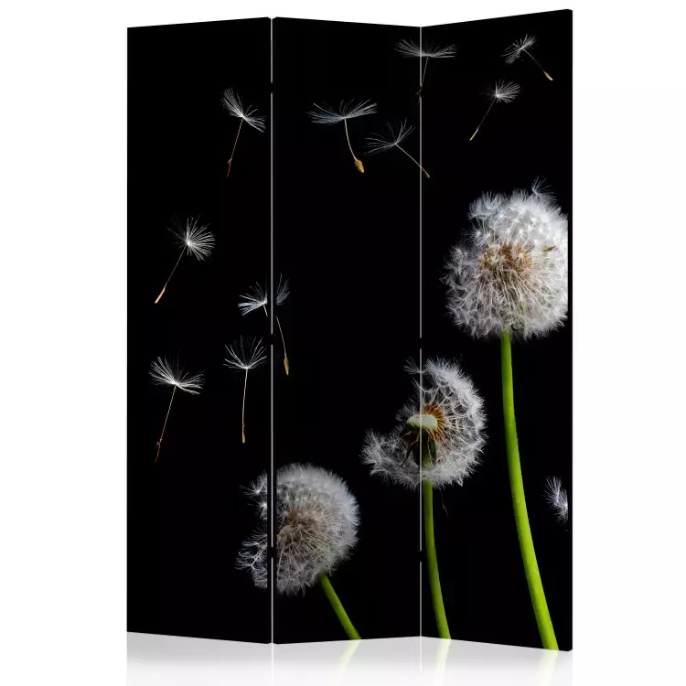 Room Divider Dandelions, Kites, Wind... - dandelion flowers on a black background