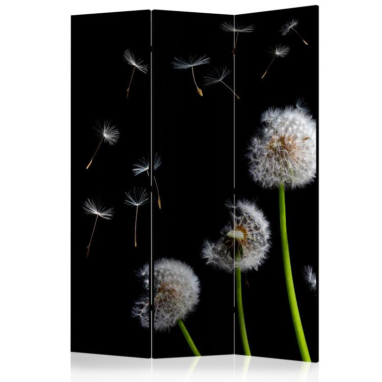 Room Divider Dandelions, Kites, Wind... - dandelion flowers on a black background