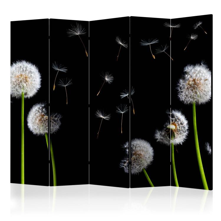 Room Divider Dandelions, Kites, Wind... II - dandelion flowers on a black background