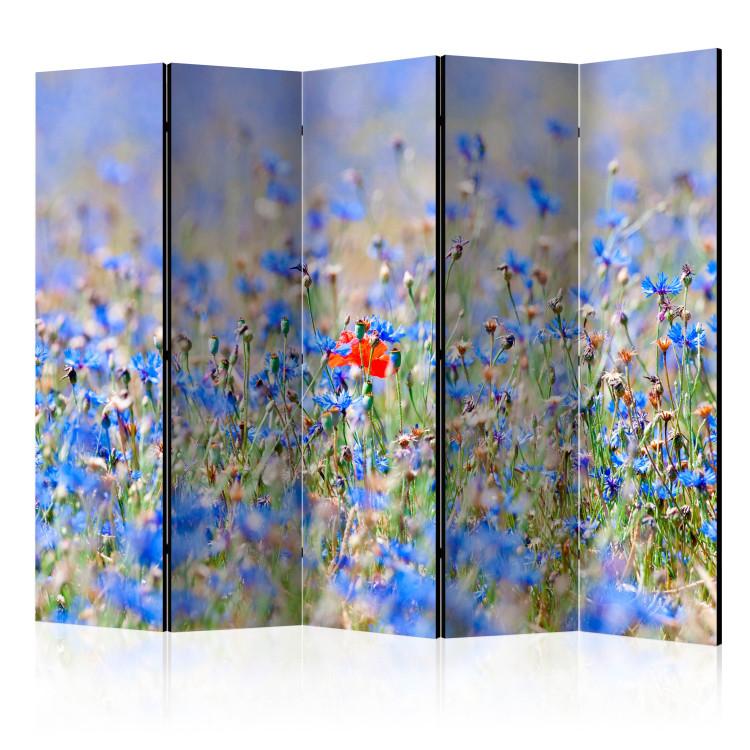 Room Divider Meadow in Sky Blue - Cornflowers II - summer landscape of blue flowers