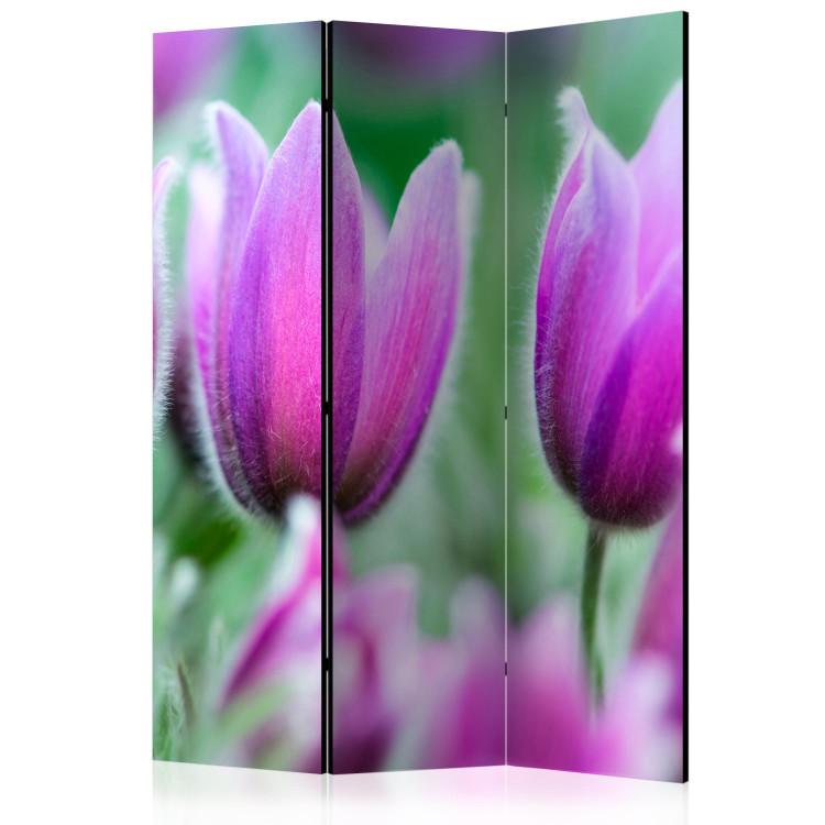 Room Divider Purple Spring Tulips - colorful flowers against green foliage