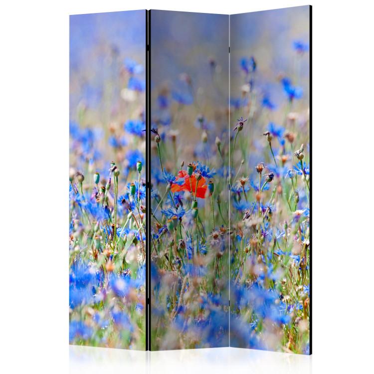 Room Divider Meadow in Sky Blue - Cornflowers - summer landscape of blue flowers
