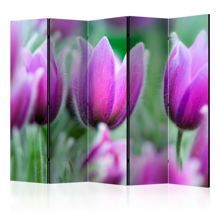 Room Divider Purple Spring Tulips II - colorful flowers on a green meadow