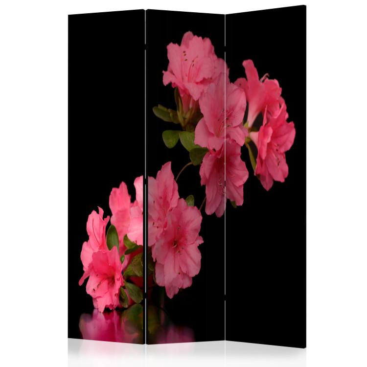 Room Divider Azalea in Black - plant with pink flowers on a black background