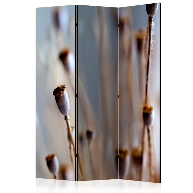Room Divider Poppy Heads - thin plant with buds on a blurred background