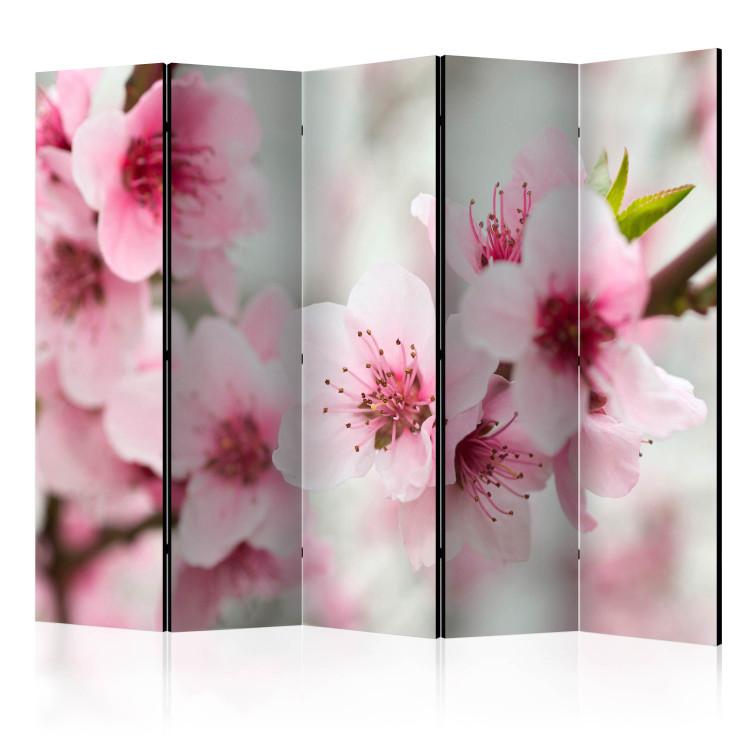 Room Divider Blooming Cherry - Pink Blossoms II - cherry blossoms on a light background