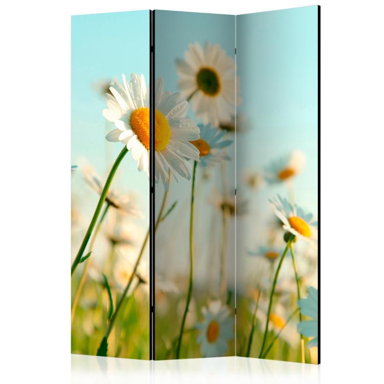 Room Divider Daisies - Spring Meadow - meadow full of spring white flowers