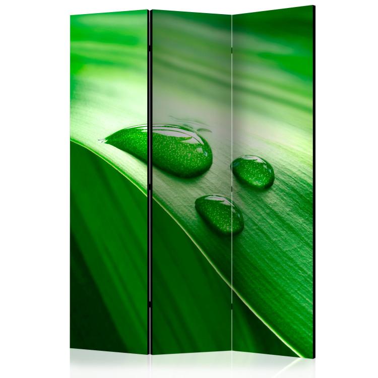 Room Divider Leaf and Three Water Droplets - full greenery plant composition of nature