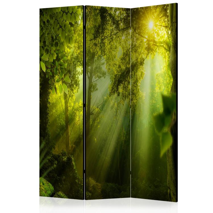 Room Divider In the Mysterious Forest II - green forest composition in sunny light
