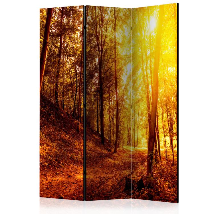 Room Divider Autumn Stroll - landscape of golden tree scenery in an autumn forest