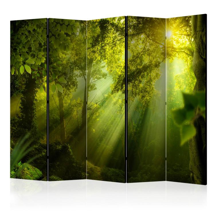 Room Divider In the Mysterious Forest II II - green forest landscape in sunny light