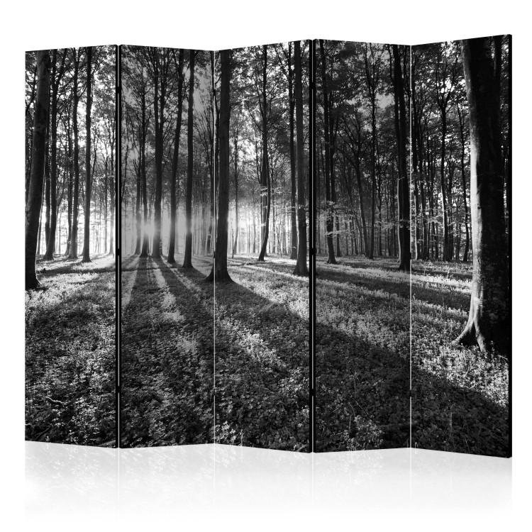 Room Divider Grey Wilderness II - black and white forest landscape with sunlight