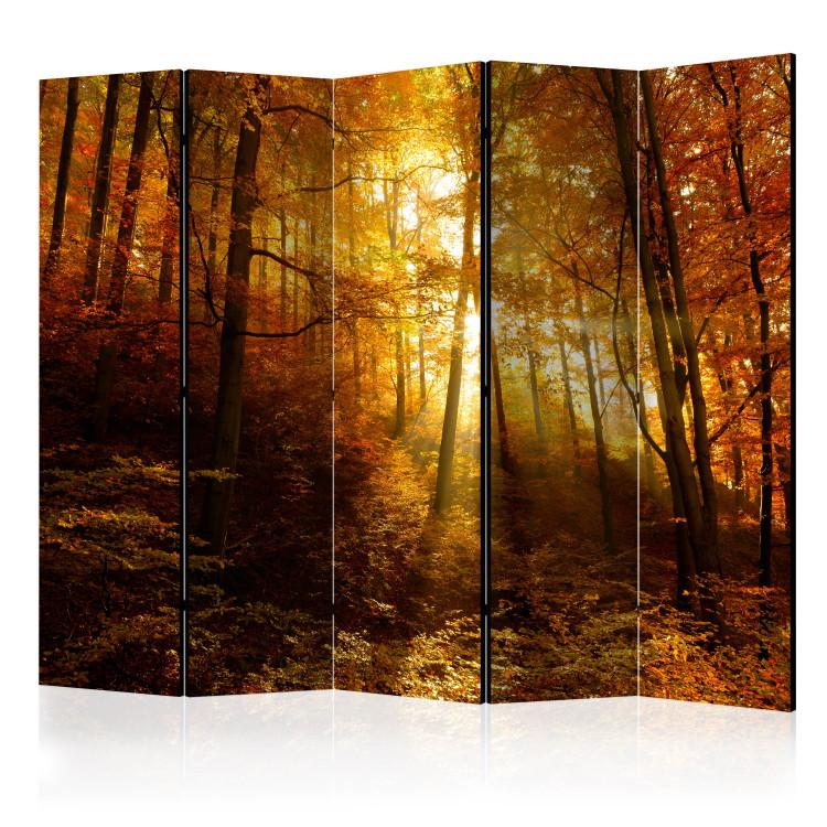 Room Divider Autumn Illumination II - forest landscape with the glow of sunlight
