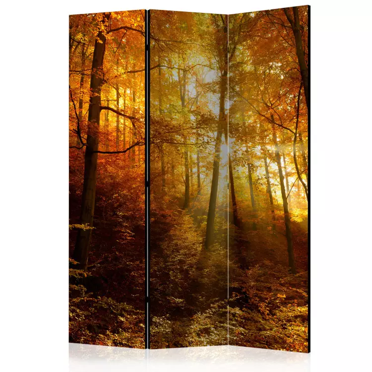 Room Divider Autumn Illumination - forest landscape with the glow of sunlight