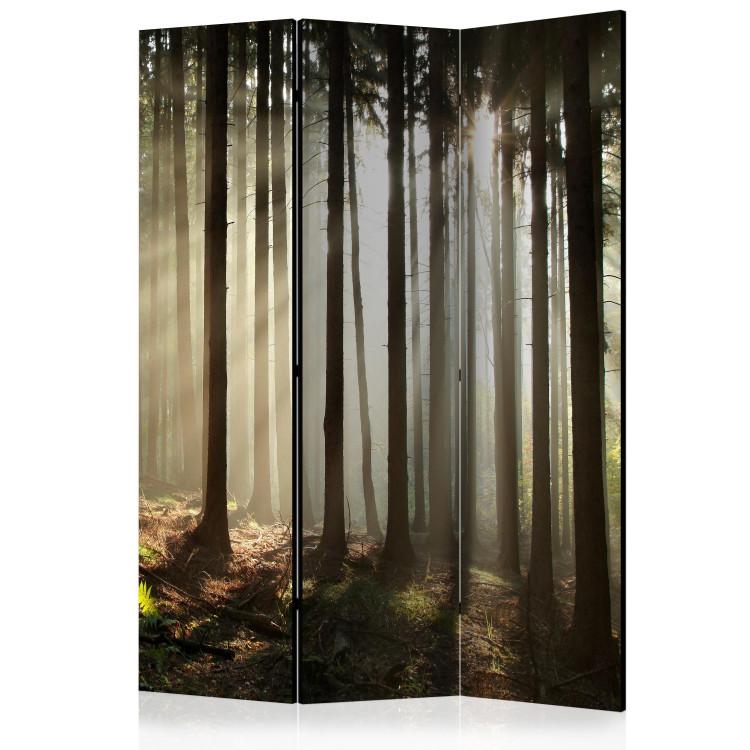 Room Divider Coniferous Forest - Morning Mist (3-piece) - landscape among forest trees