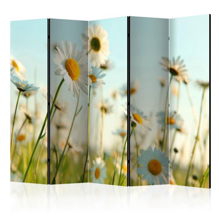 Room Divider Daisies - Spring Meadow II (5-piece) - white flowers among grass