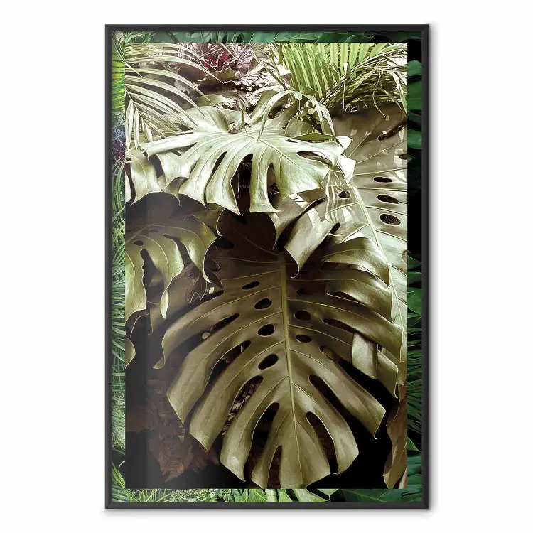 Monstera Posters, Monstera Species Poster With Names, Monstera Plant Poster,  Monstera Leaf Poster, Monstera Leaves Poster, Monstera Deliciosa Poster,  Monstera Three Poster, Monstera Poster 50X70, Poster Monstera Plant |  bimago UK