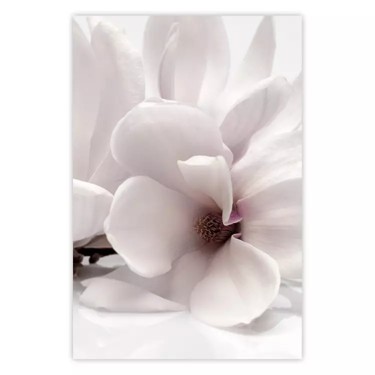 Blooming Light - floral composition of a white flower on a bright background