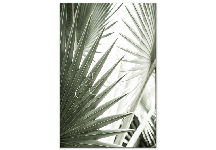 Canvas Print Plant needles - image of sharp exotic plants in cold green