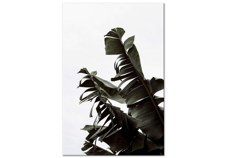 Canvas Print High green - climbing the leaves of an exotic plant