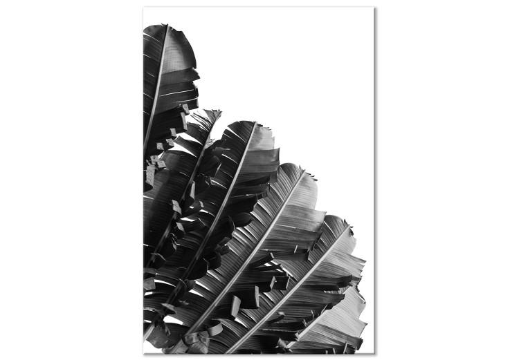 Canvas Print Banana leaves - a line of leaves on a white background