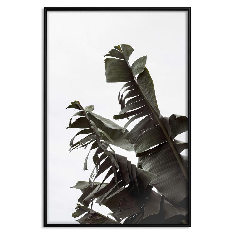 Poster Tropical Bouquet - natural composition of green leaves on a white background