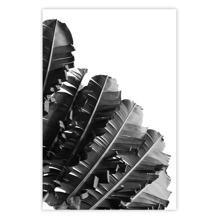 Poster Banana Fan - gray leaves with distinct texture on a white background