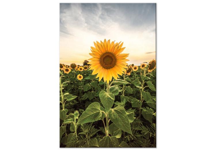 Canvas Print Sunflower Field (1-piece) Vertical - spring landscape of a meadow