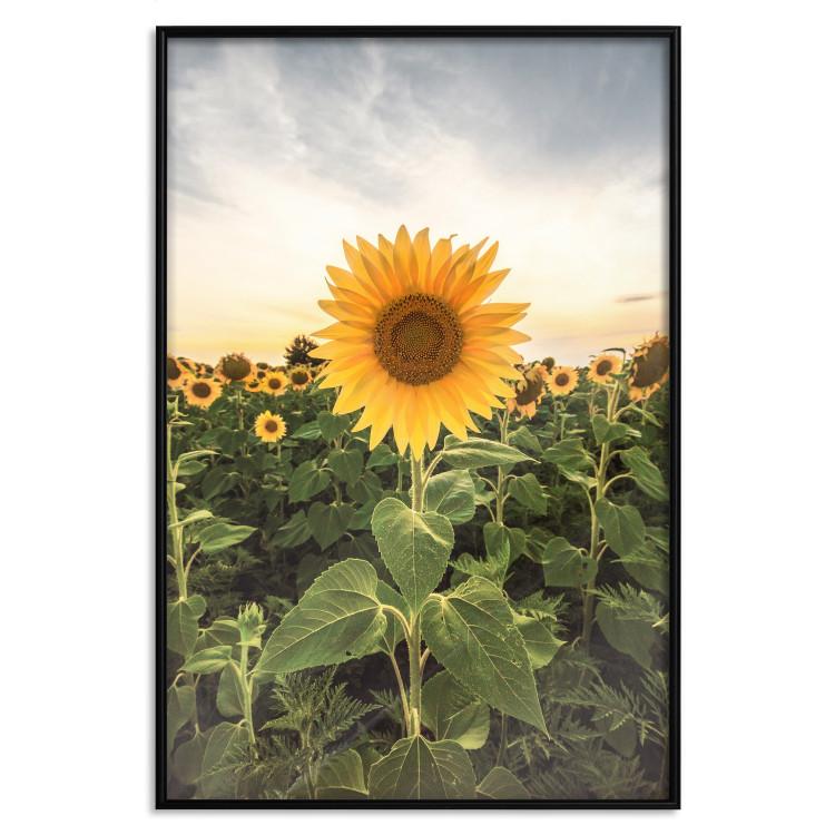 Poster Sunflower Field - meadow full of yellow flowers against a bright sky