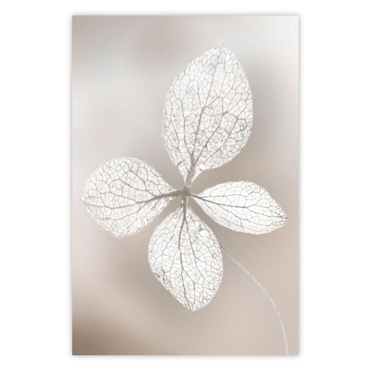 Poster Lacy Beauty - bright composition with a plant with translucent leaves