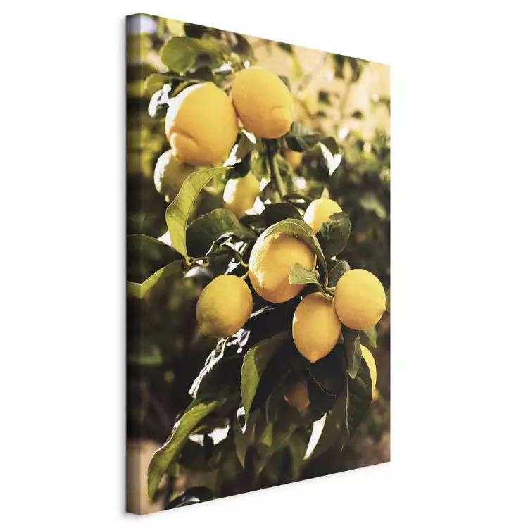 Lemon tree - Photo of twigs of trees with ripe fruits