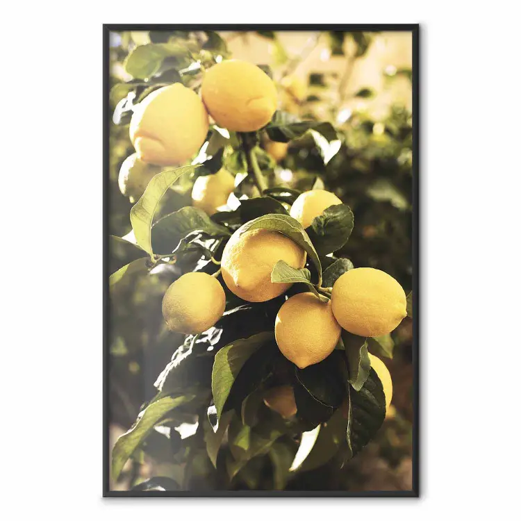 Italian Citrus - composition with yellow lemons against green plants